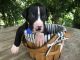 Great Dane Puppies for sale in Alva, FL 33920, USA. price: NA