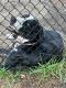 Great Dane Puppies for sale in Spring, TX 77373, USA. price: NA