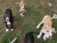 Great Dane Puppies for sale in Merrill, WI 54452, USA. price: $1,200