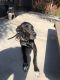 Great Dane Puppies for sale in Bakersfield, CA, USA. price: $1,000