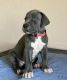 Great Dane Puppies for sale in Oak Harbor, OH 43449, USA. price: NA