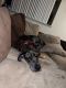 Great Dane Puppies for sale in Philadelphia, PA, USA. price: $3,000