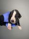 Great Dane Puppies for sale in Bellflower, CA 90706, USA. price: $2,700