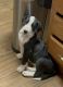 Great Dane Puppies for sale in Taylorsville, NC 28681, USA. price: $1,000