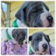 Great Dane Puppies for sale in Grand Junction, CO 81504, USA. price: $500
