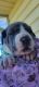 Great Dane Puppies for sale in Grand Junction, CO 81504, USA. price: NA