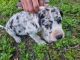 Great Dane Puppies for sale in Hull, IL 62343, USA. price: NA