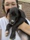 Great Dane Puppies for sale in Noblesville, IN, USA. price: NA