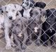 Great Dane Puppies for sale in Nashville, NC 27856, USA. price: $900