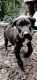 Great Dane Puppies for sale in Houlton, ME 04730, USA. price: NA