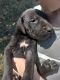 Great Dane Puppies for sale in Sevierville, TN, USA. price: $50,000