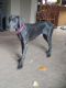 Great Dane Puppies for sale in Delphi, IN 46923, USA. price: NA