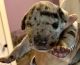 Great Dane Puppies for sale in Loogootee, IN 47553, USA. price: $1,200