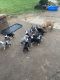 Great Dane Puppies for sale in Pickerel, WI 54465, USA. price: $800