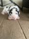 Great Dane Puppies for sale in Westminster, MD, USA. price: $100,000