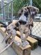 Great Dane Puppies for sale in Boston, MA, USA. price: $1,800