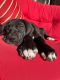 Great Dane Puppies for sale in Hanford, CA 93230, USA. price: NA