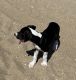 Great Dane Puppies for sale in Newport Beach, CA 92663, USA. price: $1,200
