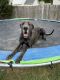 Great Dane Puppies for sale in Mooresville, NC, USA. price: NA