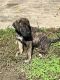 Great Dane Puppies for sale in Indianola, IA 50125, USA. price: $1,500
