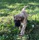 Great Dane Puppies for sale in Indianola, IA 50125, USA. price: NA