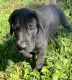 Great Dane Puppies for sale in Indianola, IA 50125, USA. price: $1,500