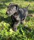 Great Dane Puppies for sale in Indianola, IA 50125, USA. price: NA