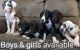 Great Dane Puppies for sale in Eaton, OH 45320, USA. price: NA