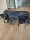 Great Dane Puppies for sale in Indianapolis, IN 46254, USA. price: $400