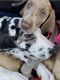 Great Dane Puppies for sale in Hemet, CA, USA. price: NA