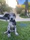 Great Dane Puppies for sale in Northridge, CA 91324, USA. price: NA