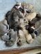 Great Dane Puppies for sale in Farmland, IN 47340, USA. price: NA