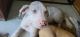 Great Dane Puppies for sale in Middlesboro, KY 40965, USA. price: NA