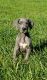 Great Dane Puppies for sale in Rockford, IL, USA. price: NA