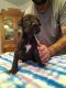 Great Dane Puppies for sale in Deepstep, GA 31082, USA. price: $750
