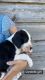 Great Dane Puppies for sale in Tremonton, UT 84337, USA. price: NA