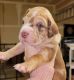 Great Dane Puppies for sale in Bonney Lake, WA 98391, USA. price: $1,500