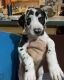 Great Dane Puppies for sale in Fort Collins, CO, USA. price: $2,000