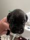 Great Dane Puppies for sale in Chattanooga, TN, USA. price: $1,200