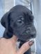 Great Dane Puppies for sale in Fulda, MN 56131, USA. price: $1,000