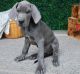 Great Dane Puppies for sale in Middlebury, IN 46540, USA. price: NA