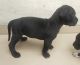 Great Dane Puppies for sale in Bengaluru, Karnataka, India. price: 15000 INR