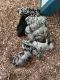 Great Dane Puppies for sale in Rossville, GA 30741, USA. price: $1,200