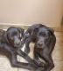 Great Dane Puppies for sale in 22 Donna Dale Dr, Fredericksburg, VA 22405, USA. price: $700