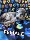 Great Dane Puppies for sale in Sacramento, CA 94203, USA. price: NA