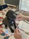 Great Dane Puppies for sale in Forney, TX 75126, USA. price: NA
