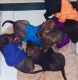 Great Dane Puppies for sale in Coimbatore, Tamil Nadu, India. price: 10000 INR