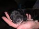 Great Dane Puppies for sale in Waynesville, MO 65583, USA. price: $1,300