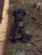 Great Dane Puppies for sale in Cresco, PA 18326, USA. price: NA