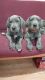 Great Dane Puppies for sale in Cresco, PA 18326, USA. price: NA